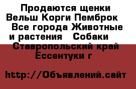 Продаются щенки Вельш Корги Пемброк  - Все города Животные и растения » Собаки   . Ставропольский край,Ессентуки г.